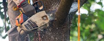 How Our Tree Care Process Works  in  Plymouth, NC